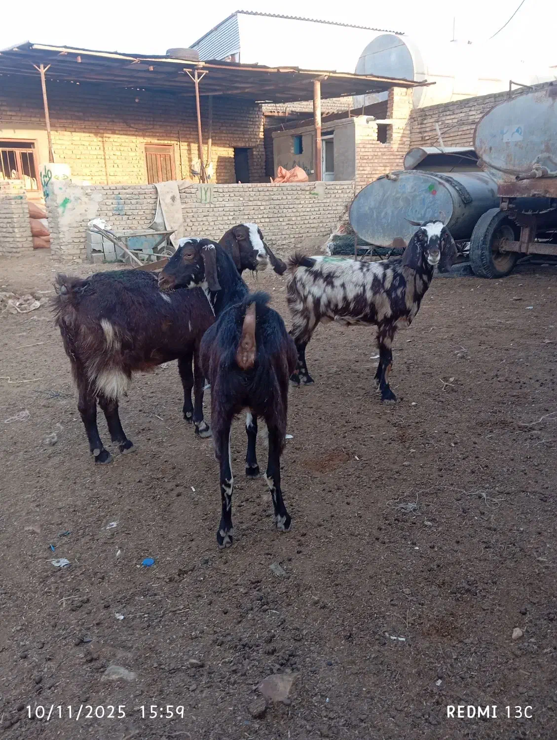 سه راس بز جوان داشتی|حیوانات مزرعه|گنبد کاووس, |دیوار