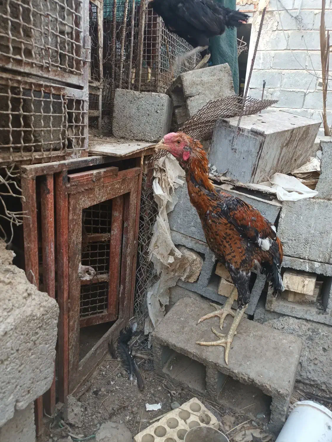 خروس چا بهاری|حیوانات مزرعه|بیکاه, |دیوار