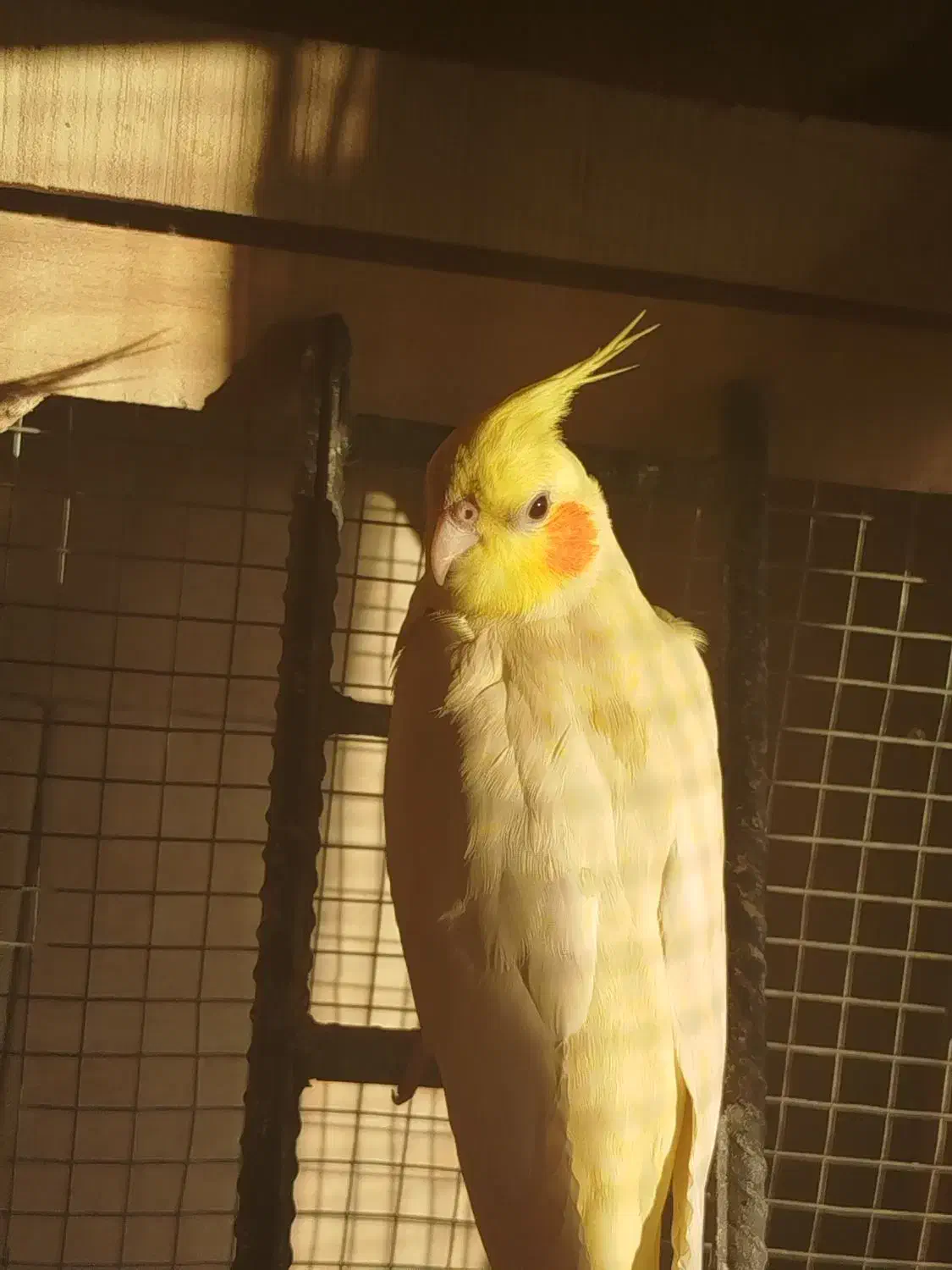 عروس هلندی|پرنده|اسکو, |دیوار