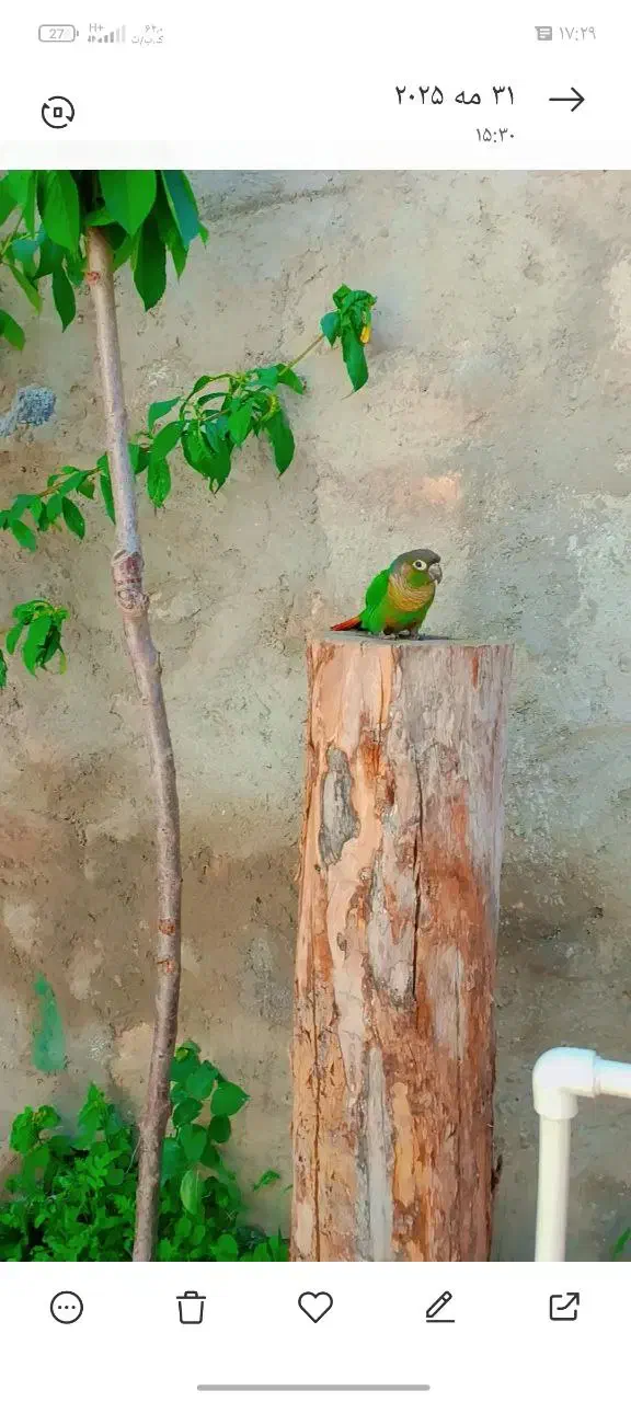 گرینچیک|پرنده|بستان آباد, |دیوار