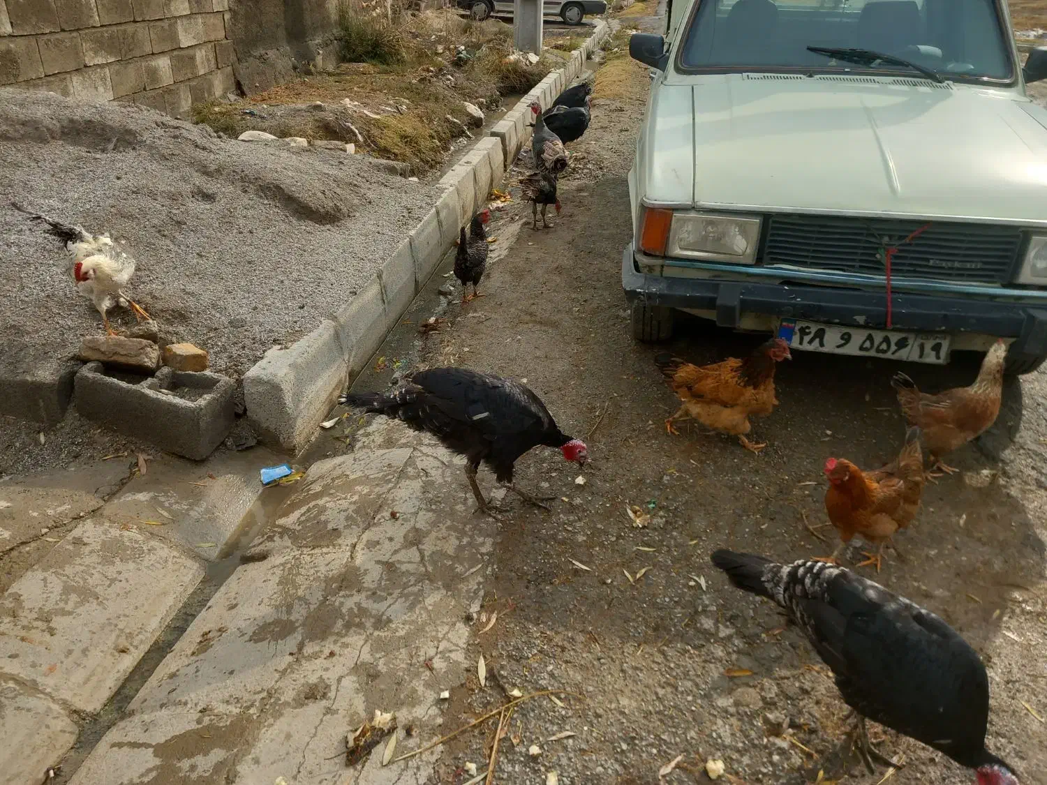 بوقلمون|حیوانات مزرعه|ماهیدشت, |دیوار