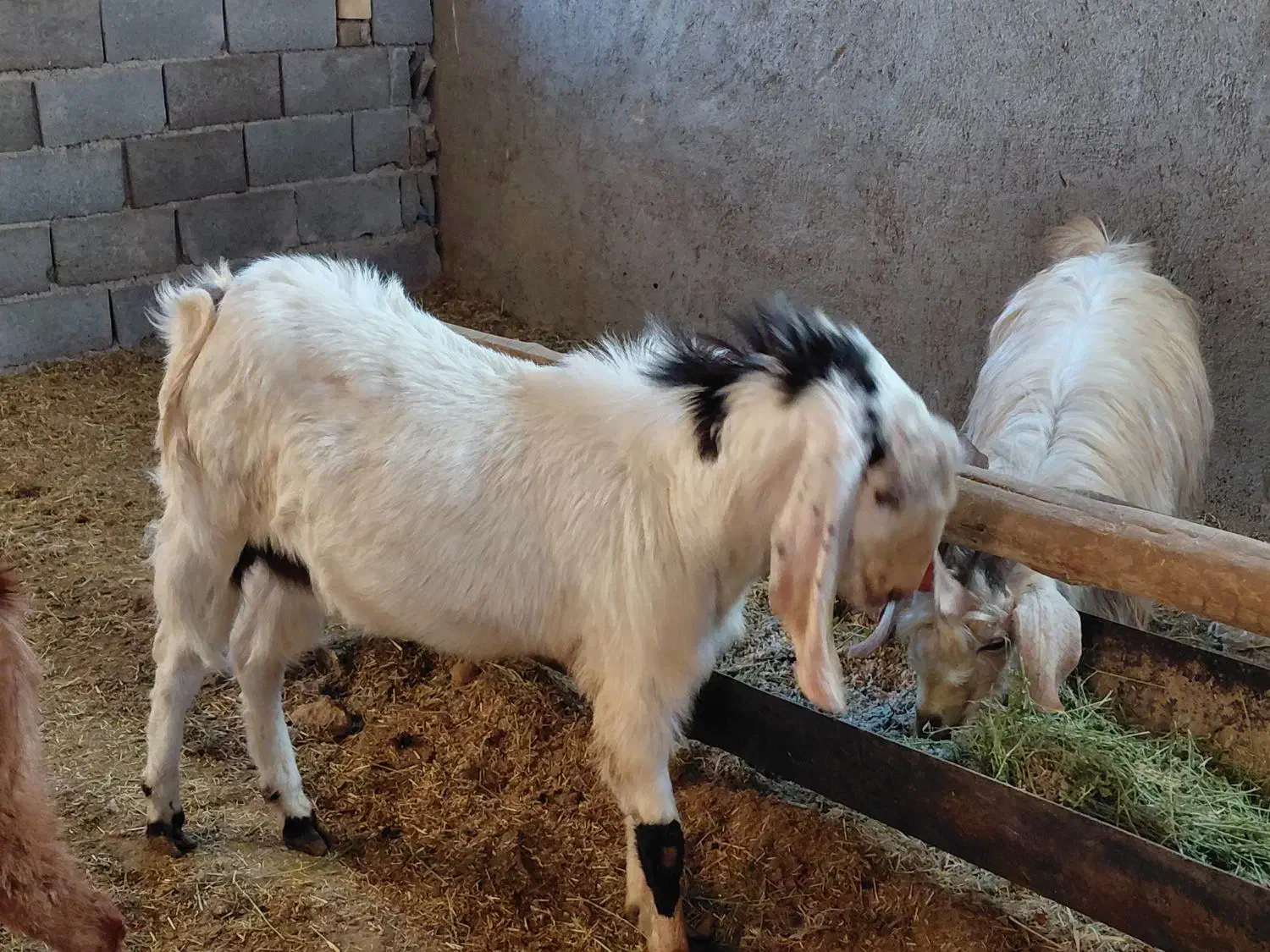 چبش پاکستانی درجه یک قیمت کیلو ۳۱۰|حیوانات مزرعه|گناباد, |دیوار