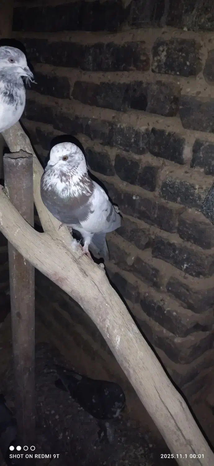 تعدادی کبوتر پرشی|پرنده|کوهدشت, |دیوار