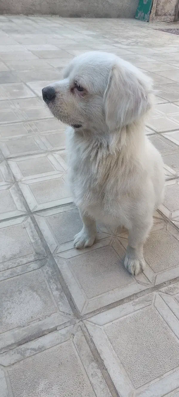 سگ پاکوتاه|سگ|زنجان, |دیوار