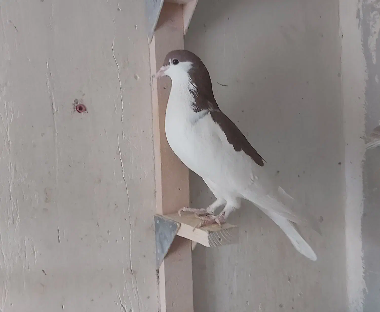 فروش ۳ تا کفتر شهری سرخ چپ و راست و خوشرنگ|پرنده|شیراز, کوزه گری|دیوار