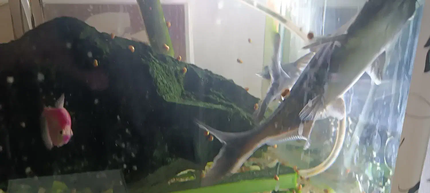 ماهی پنگوس|ماهی|مشهد, کارگران|دیوار