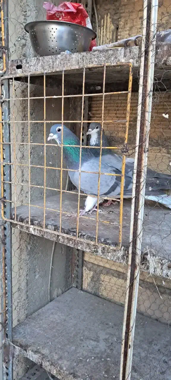 کبوتر خرقه کیپ|پرنده|خمینیشهر, |دیوار