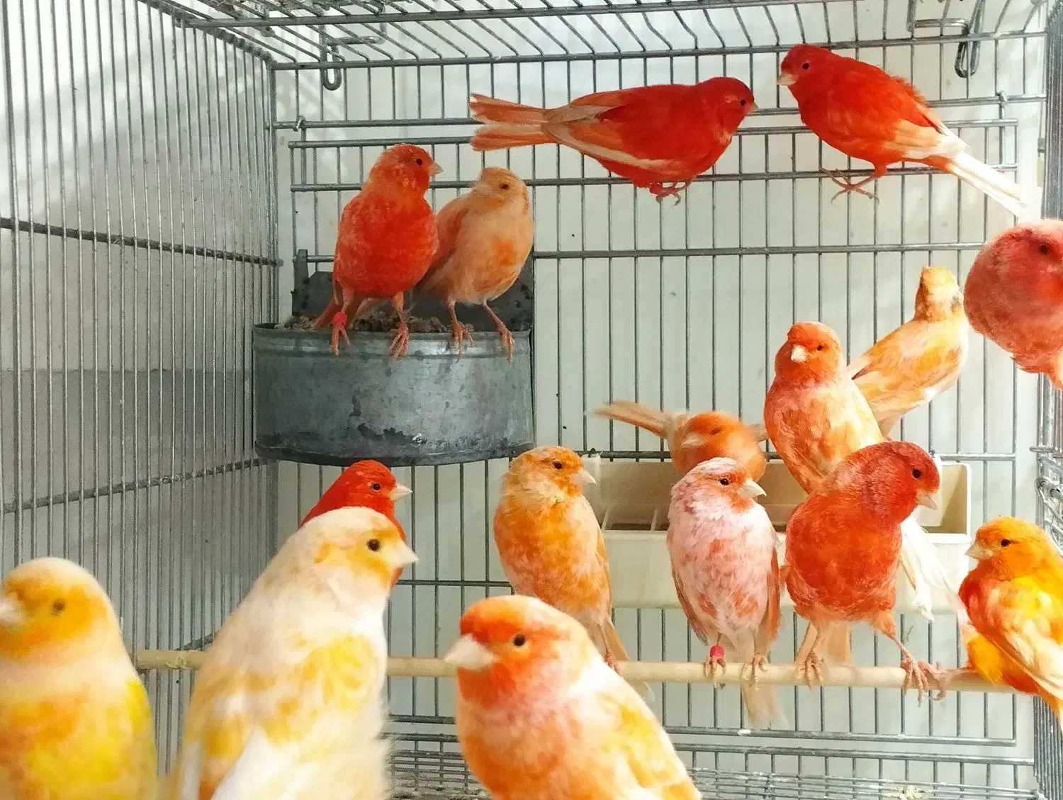 قناری سرخ|پرنده|سبزوار, کاشفی شمالی (دادگستری)|دیوار