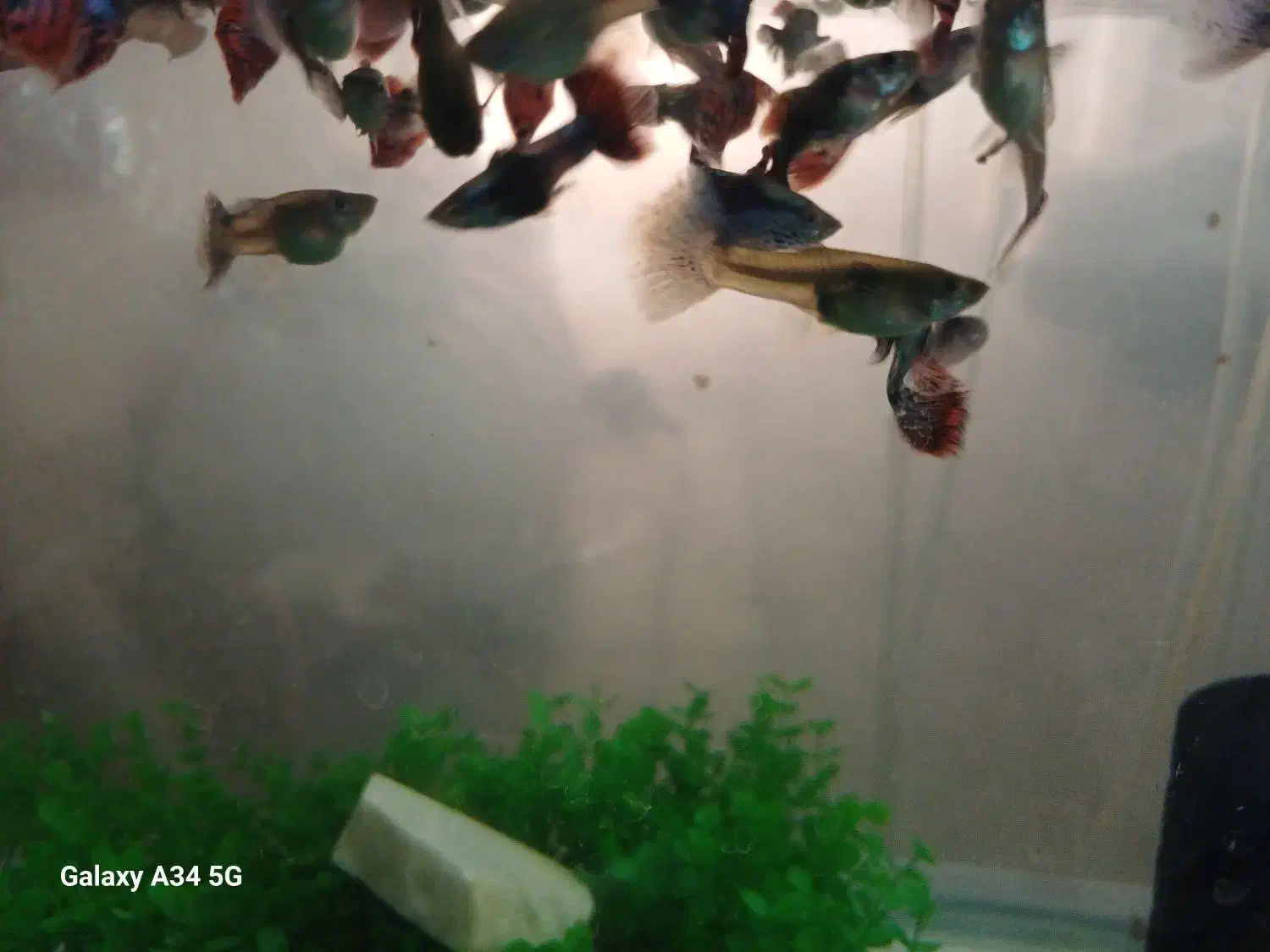 ماهی گوپی مولی انجل کوریدوراس تایگر بارب|ماهی|تهران, گلستان (شهرک راه آهن)|دیوار