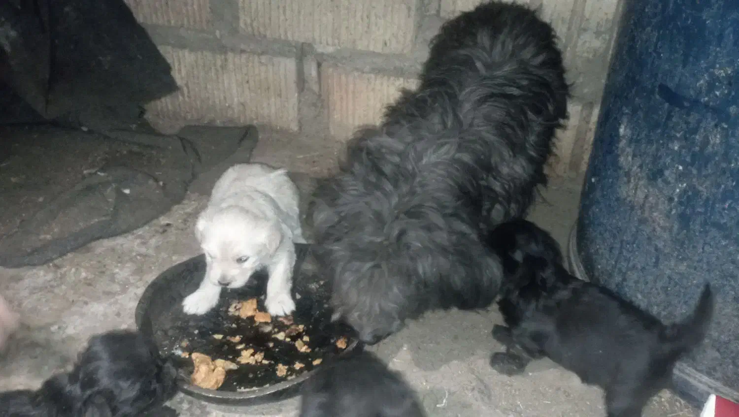 شش قلاده توله پشمالودوماده وچهارنربه فروش میرسد3ت|سگ|زاهدان, |دیوار