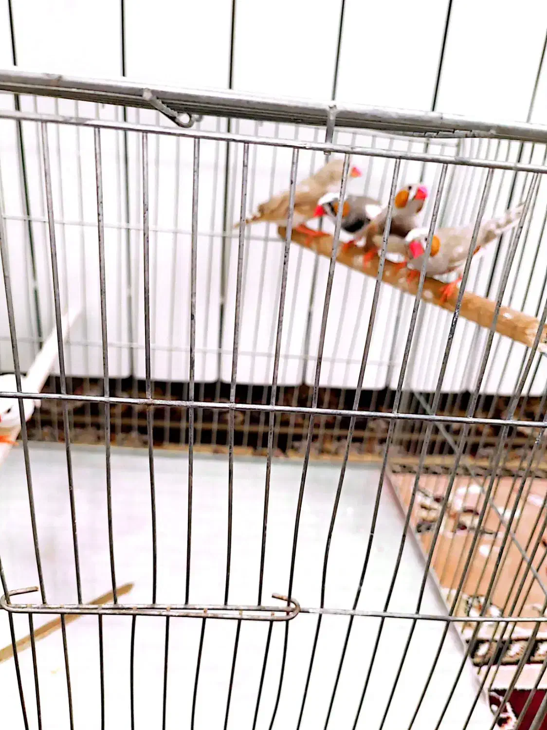 فنچ نر|پرنده|سبزوار, قصبه شرقی|دیوار