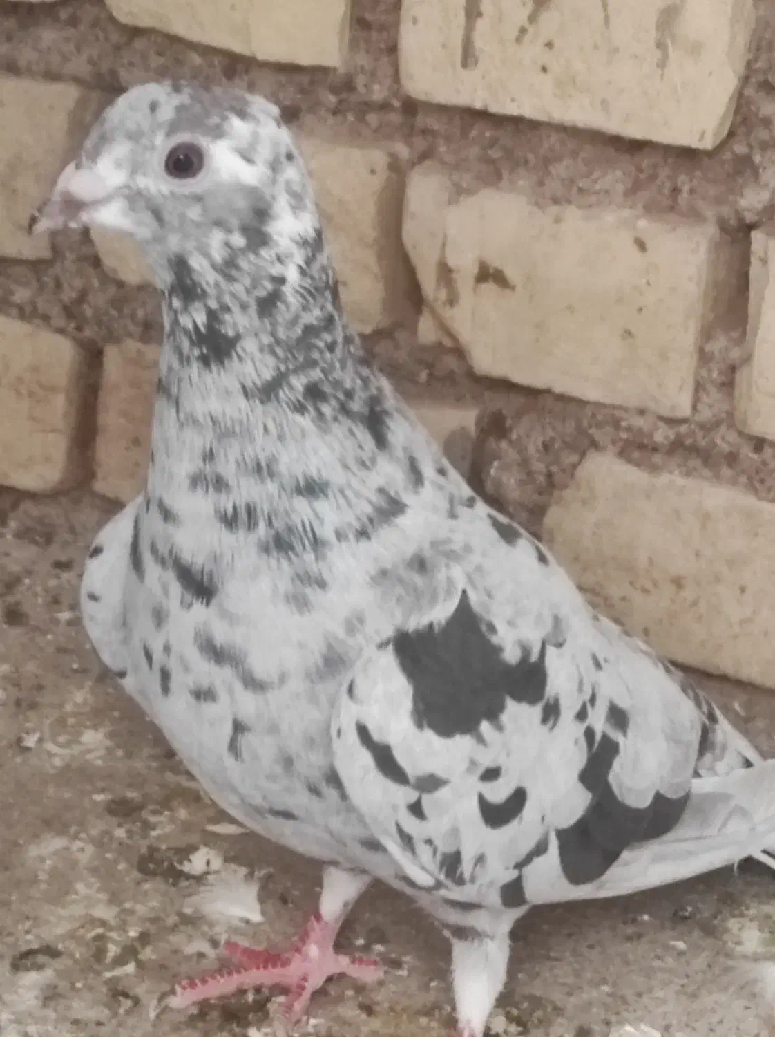 فروشی|پرنده|باوی, |دیوار