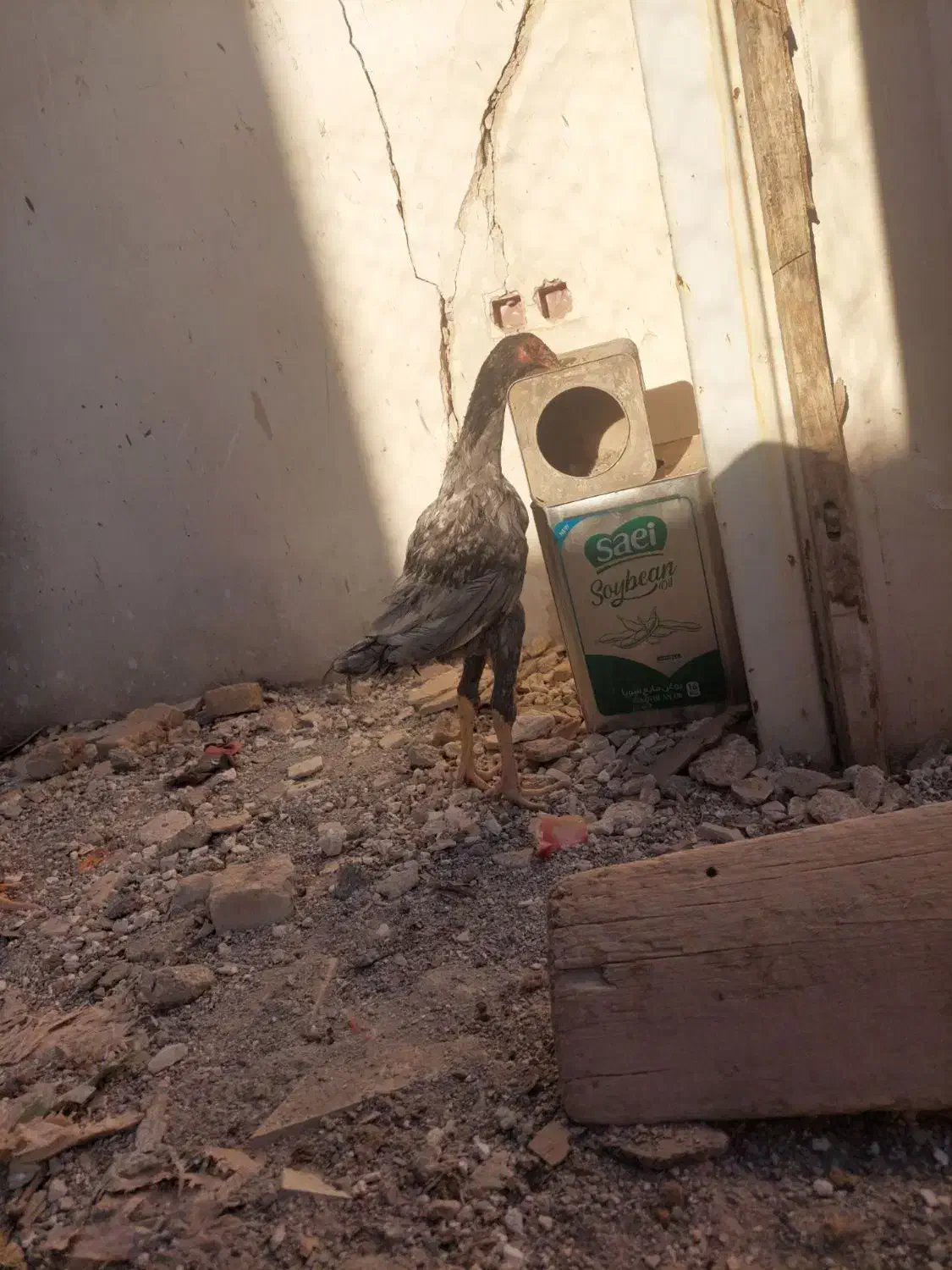 لاری|حیوانات مزرعه|تربتحیدریه, رجایی|دیوار