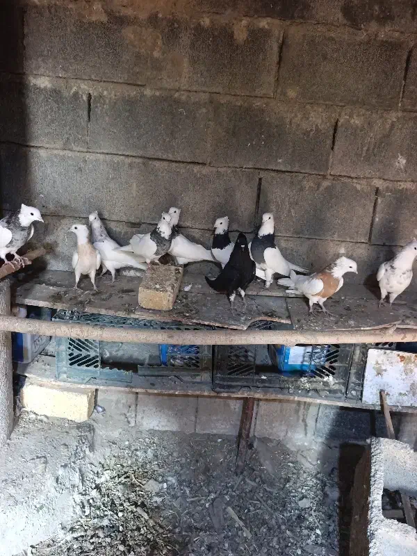 طوقی|پرنده|دینور, |دیوار