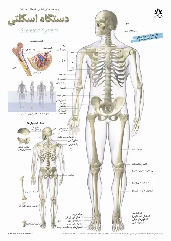 ماساژ حجامت فصد خون|خدمات آرایشگری و زیبایی|رباطکریم, نصیرشهر|دیوار