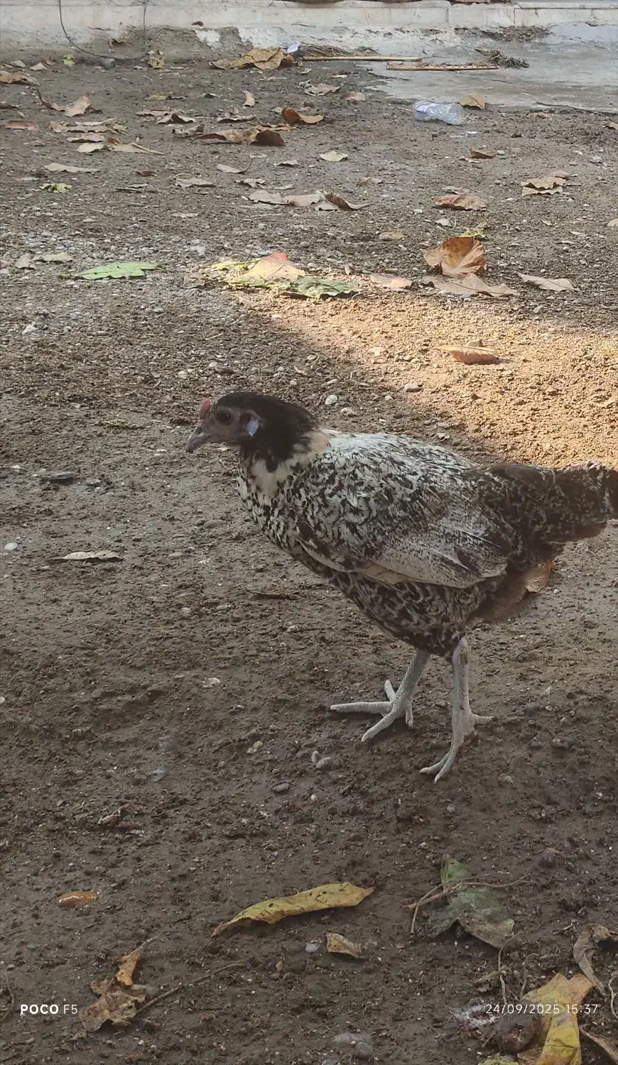 یک عدد مرغ  سیبریت مینیاتوری  قیمت 600هزار تومان|حیوانات مزرعه|میناب, |دیوار