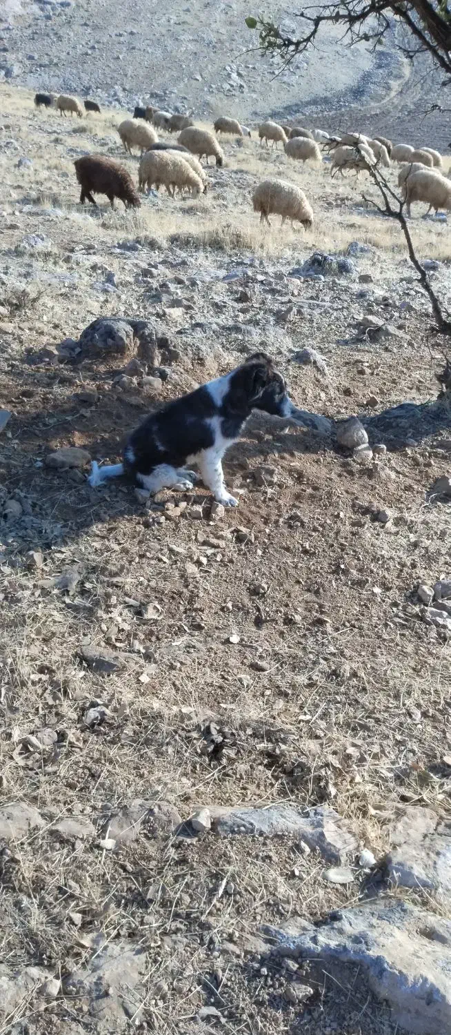 سگ گله ای|سگ|اسلامآباد غرب, |دیوار