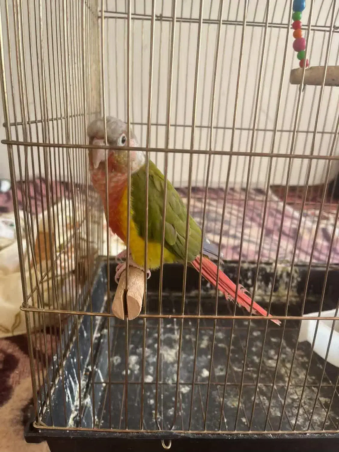 طوطی گرینچیک|پرنده|تبریز, |دیوار