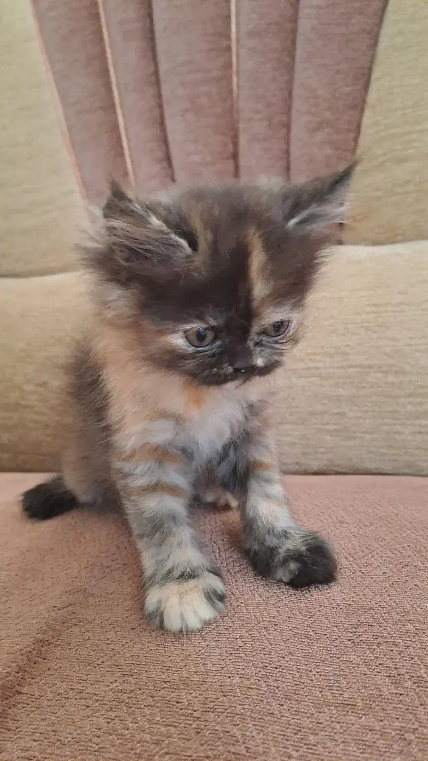 بچه گربه پرشین هیمالین|گربه|یزد, |دیوار