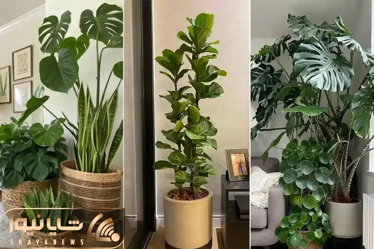 اجرای خدمات تخصصی باغبانی باغچه کاری کاشت|خدمات باغبانی و درختکاری|تهران, باغ فیض|دیوار