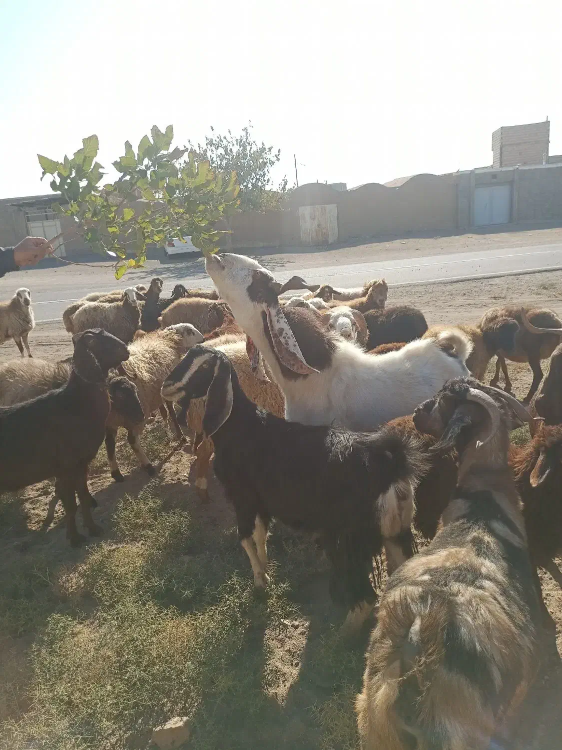 نربز شاخ گلابی اصل|حیوانات مزرعه|سبزوار, قصبه شرقی|دیوار