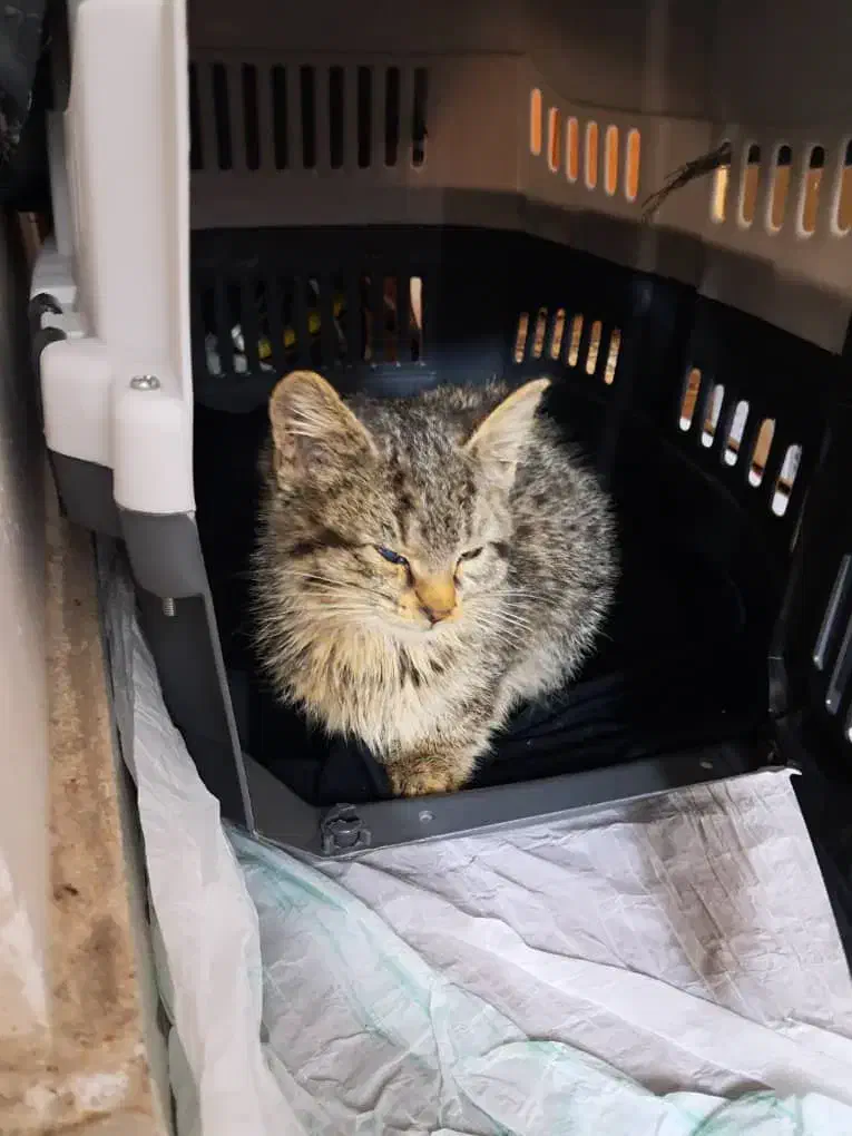 واگذاری رایگان بچه گربه نر دو ماهه|گربه|لاهیجان, فیاض|دیوار