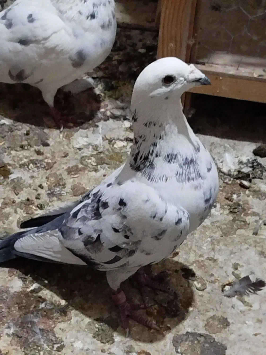 کفتر بلژیکی شهرستانی دورگ|پرنده|وحیدیه, |دیوار