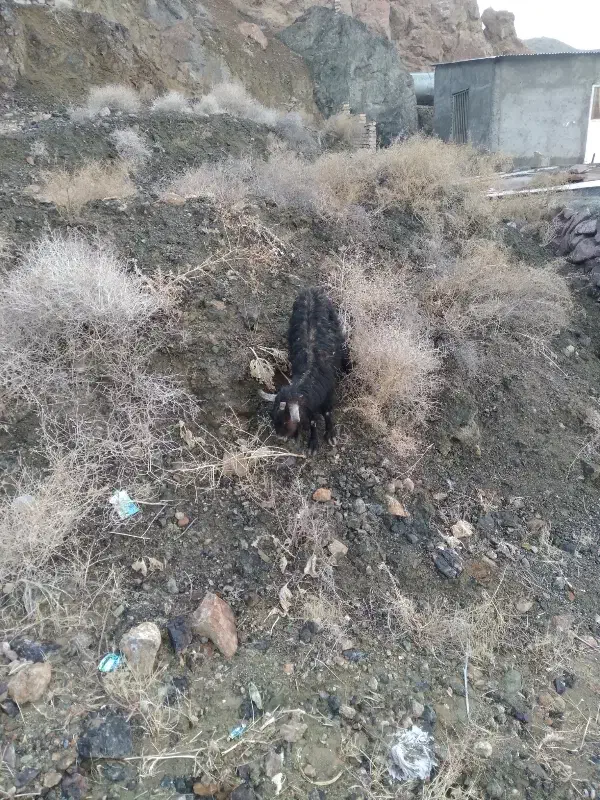 گوسفند|حیوانات مزرعه|بیرجند, |دیوار