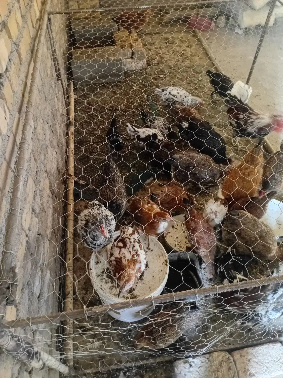 پرنده|حیوانات مزرعه|سیلاخور, |دیوار