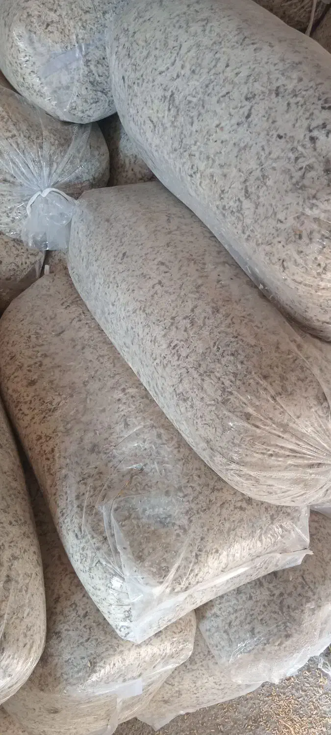 چغندر برای گاو گوساله گوسفند و بره|حیوانات مزرعه|اردبیل, |دیوار