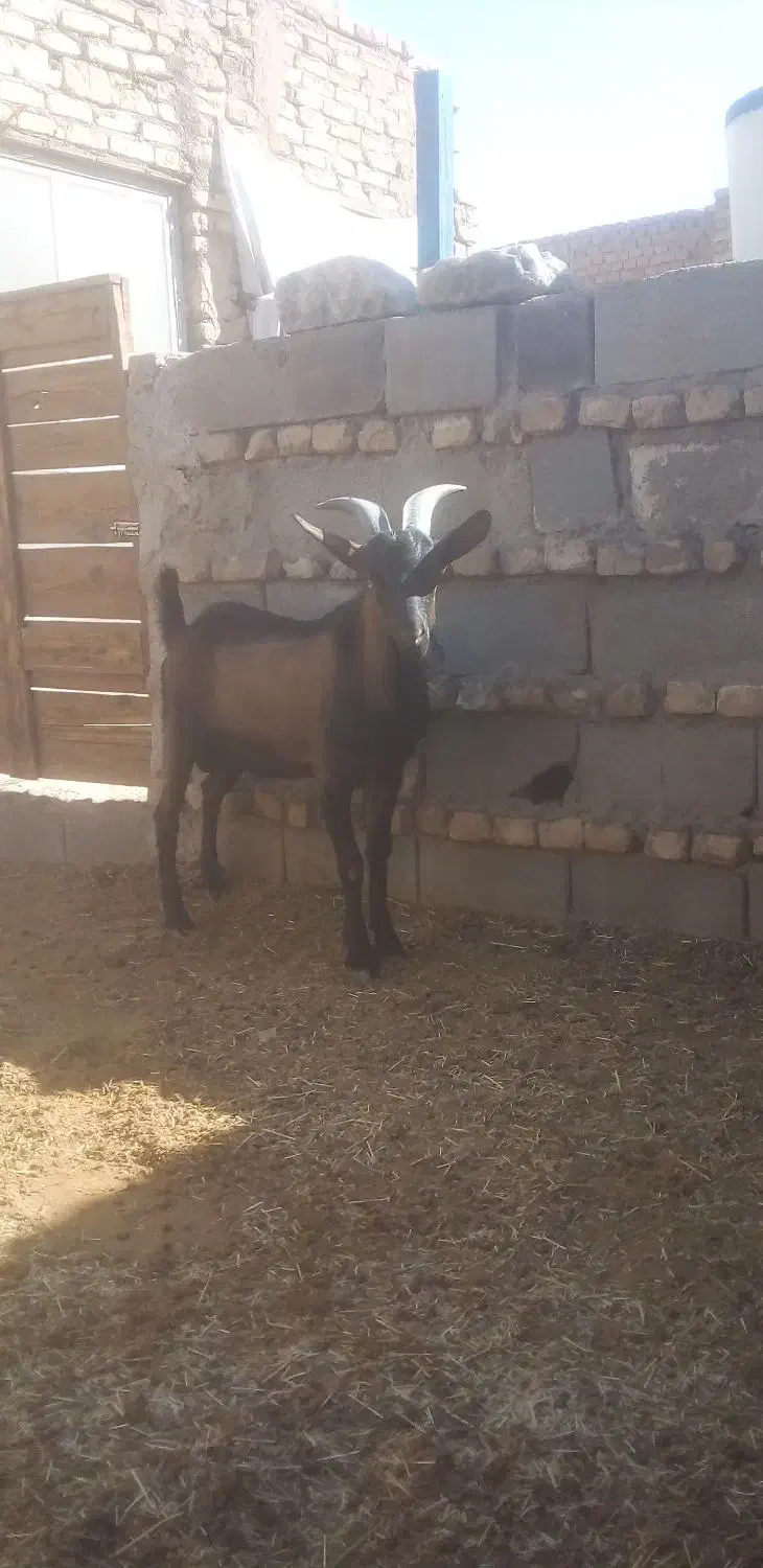 کره نر آلپاین|حیوانات مزرعه|یزد, |دیوار