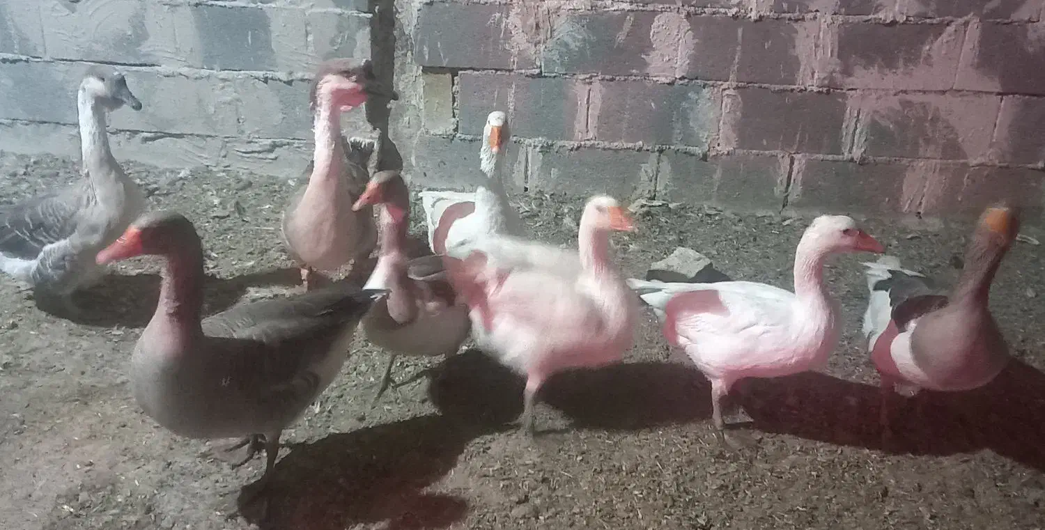 فروش فوری قوغاز وبوقلمون خروس لهستانی وسگ نر|حیوانات مزرعه|قنوات, |دیوار