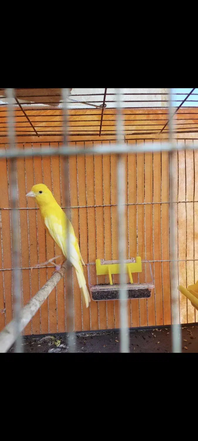 جوجه قناری.نر.نژاد سوپر|پرنده|تنکابن, |دیوار