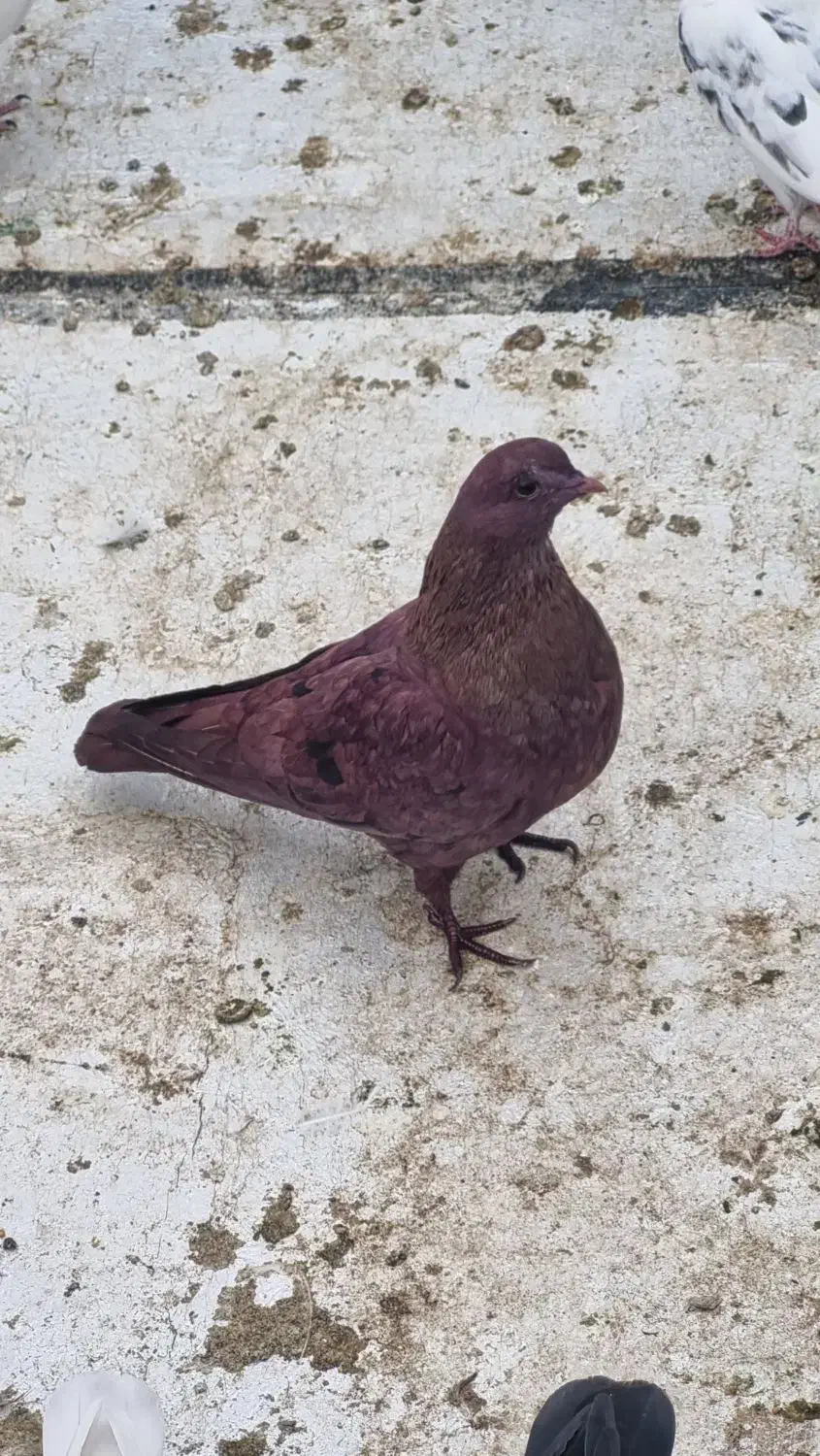 جوجه کبوتر رفتنی|پرنده|خوی, |دیوار