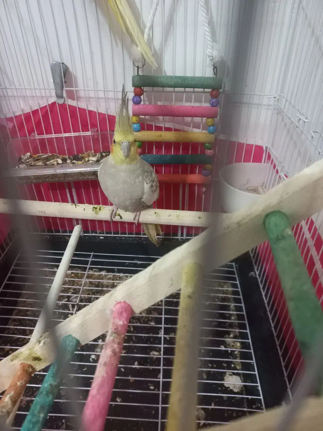 عروس هلندی|پرنده|شیروان (خراسان), |دیوار