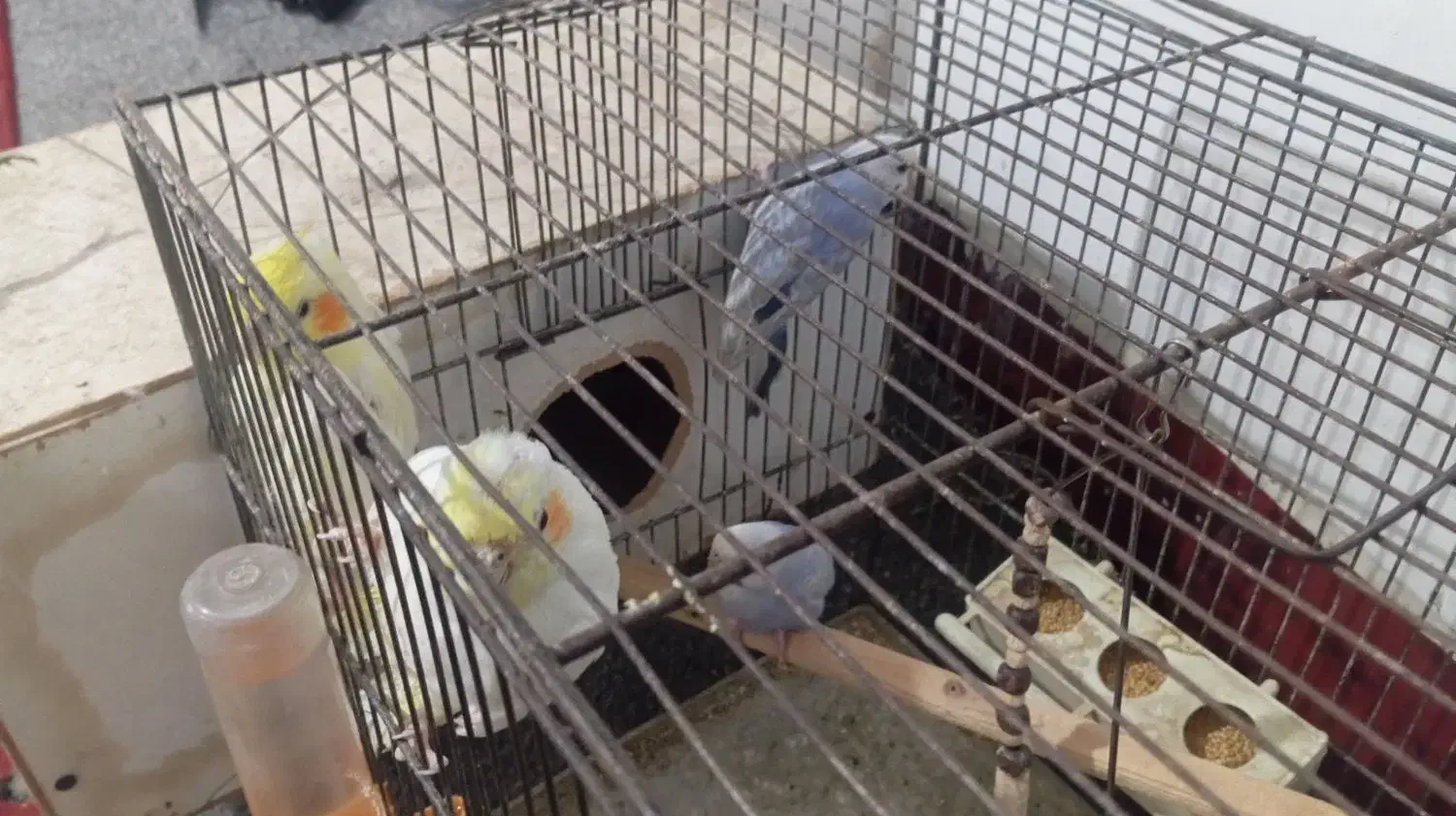 دوجفت پرنده|پرنده|شادگان, |دیوار