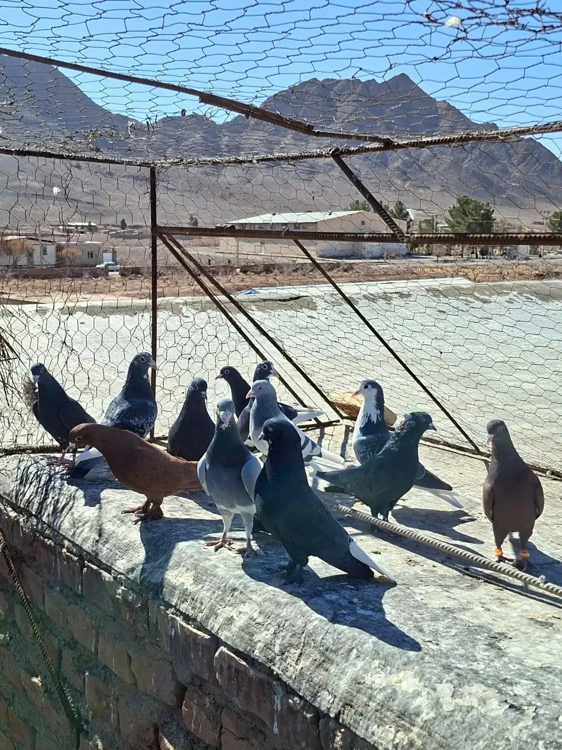 نرسوراخ|پرنده|چترود, |دیوار