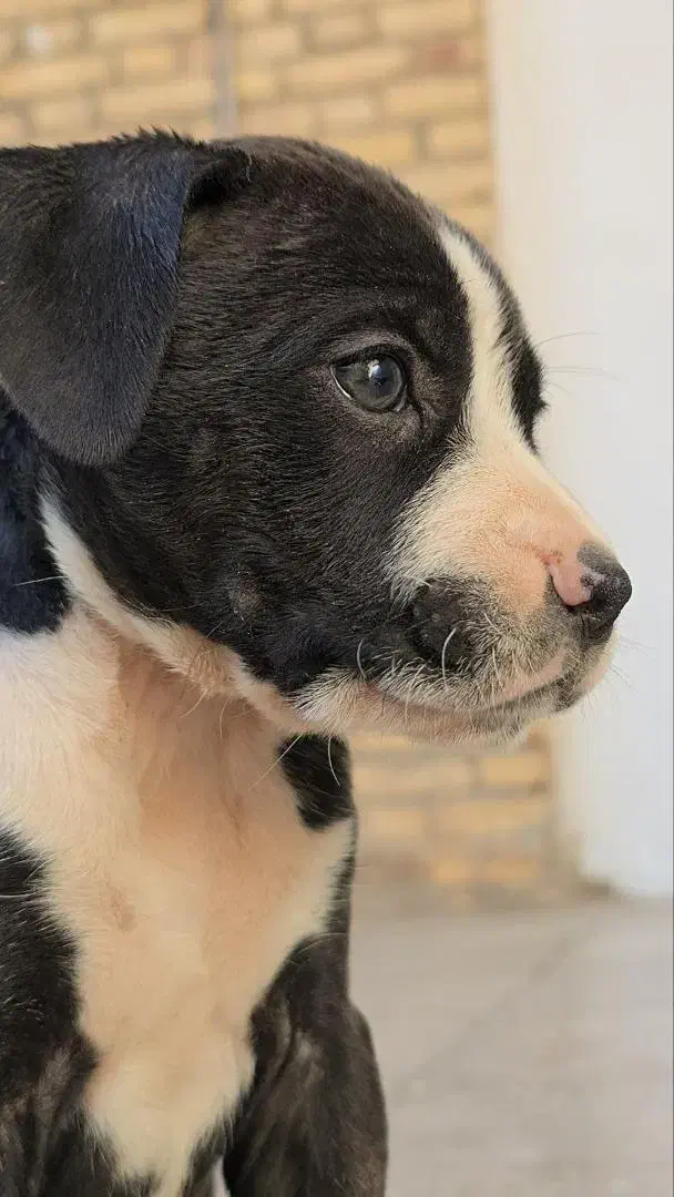 واگزاری توله پیت بول|سگ|اصفهان, همت‌آباد|دیوار