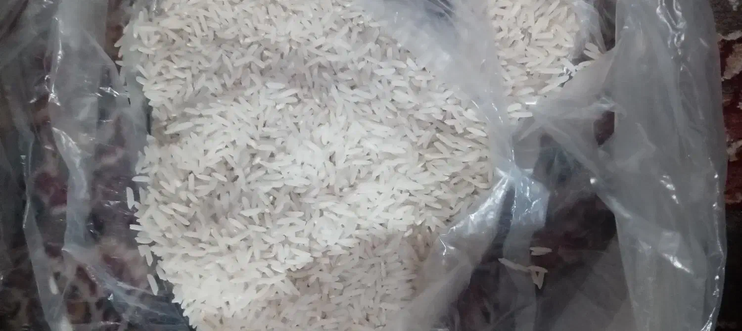 شاه برنج امساله|خوردنی و آشامیدنی|تولم شهر, |دیوار