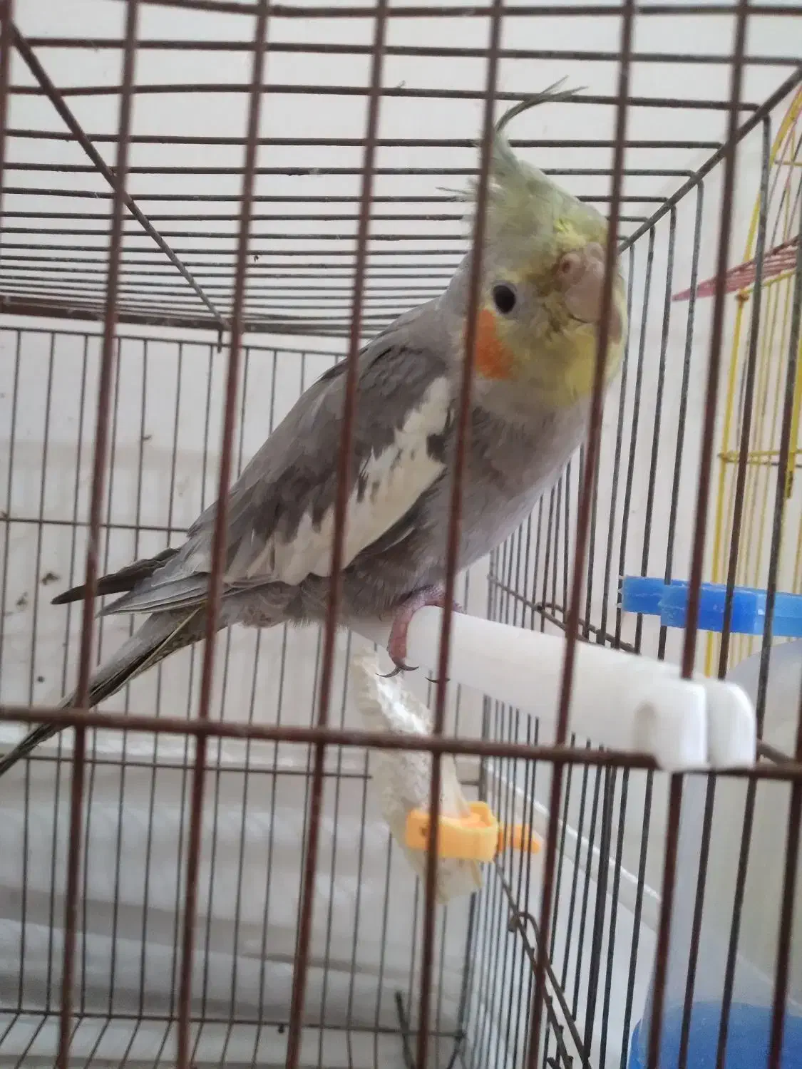 طوطی عروس ۳ ماهه|پرنده|آستانه اشرفیه, |دیوار