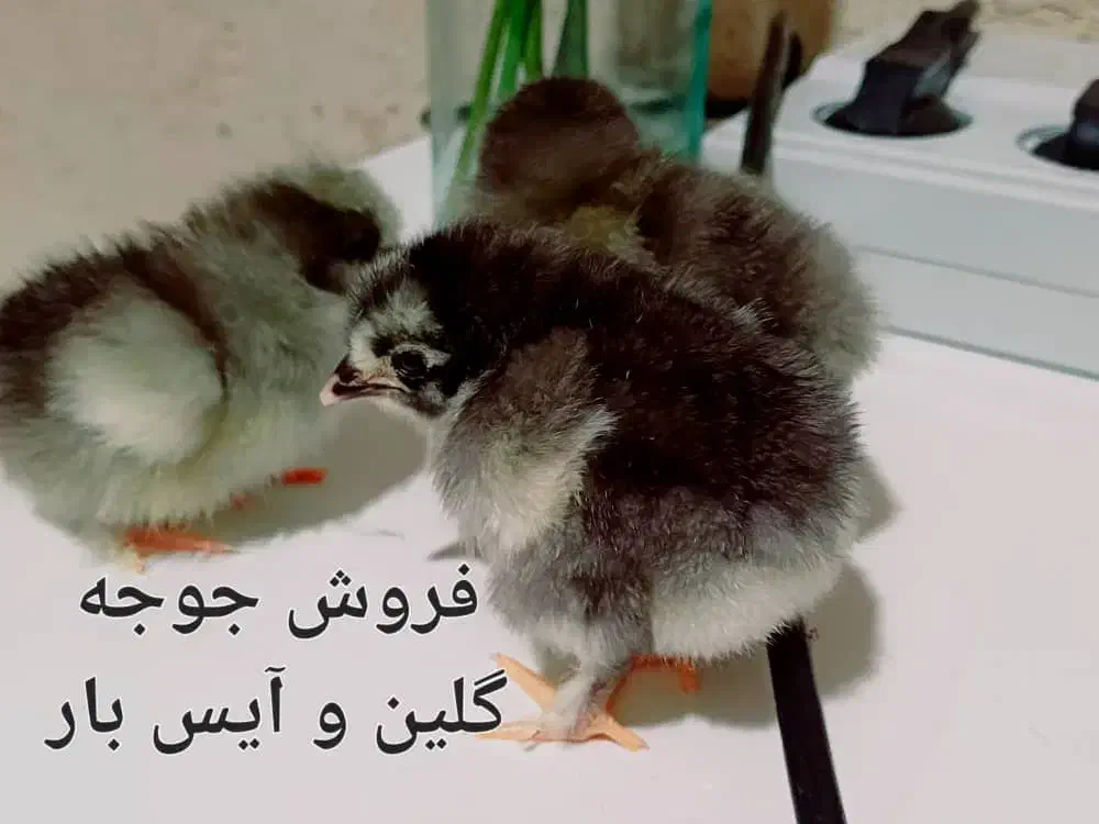 فروش جوجه نژاد دار از برهما وگلین وایسبارومحلی|حیوانات مزرعه|جهرم, |دیوار