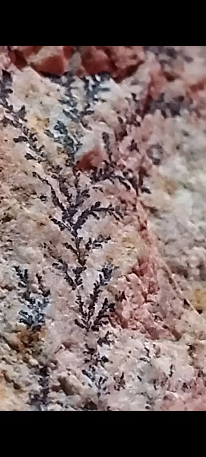 شجر|کلکسیون اشیاء عتیقه|مشهد, امیر آباد|دیوار