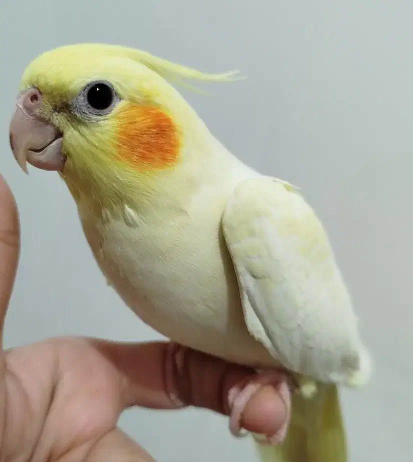 طوطی عروس هلندی|پرنده|دزفول, |دیوار