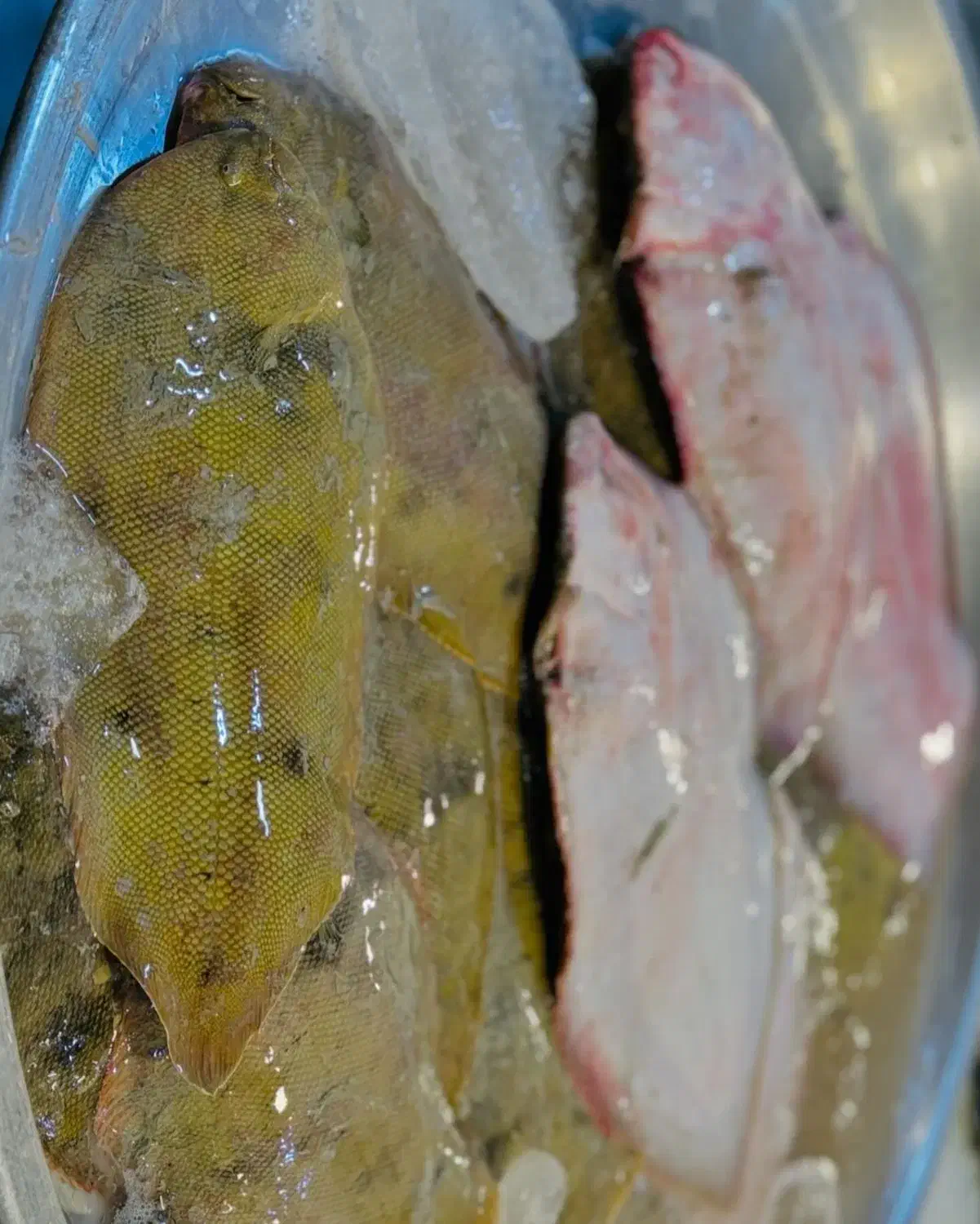 زبان شوریده|ماهی|بندر ماهشهر, |دیوار