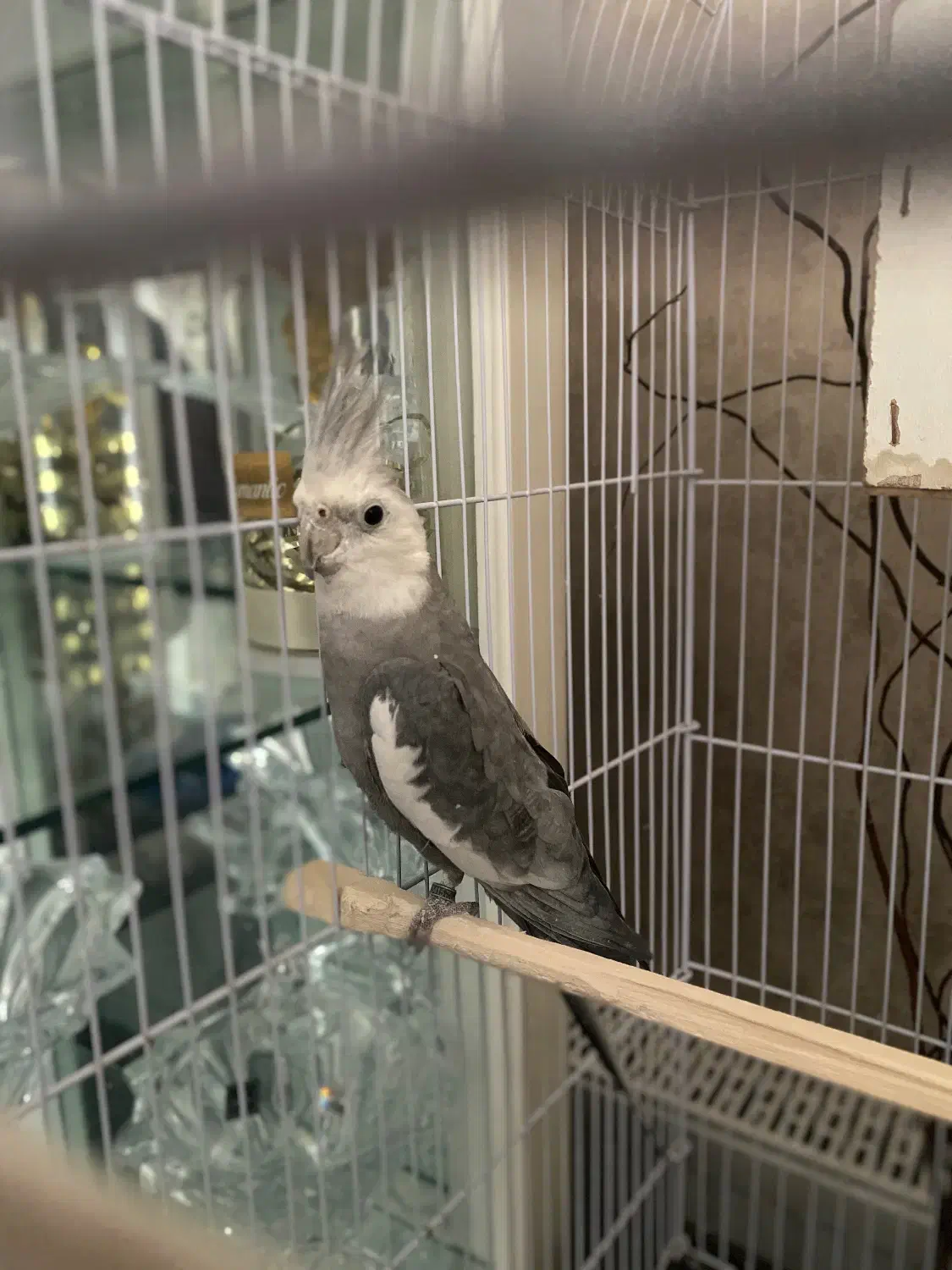 عروس هلندی|پرنده|مشهد, یاس|دیوار