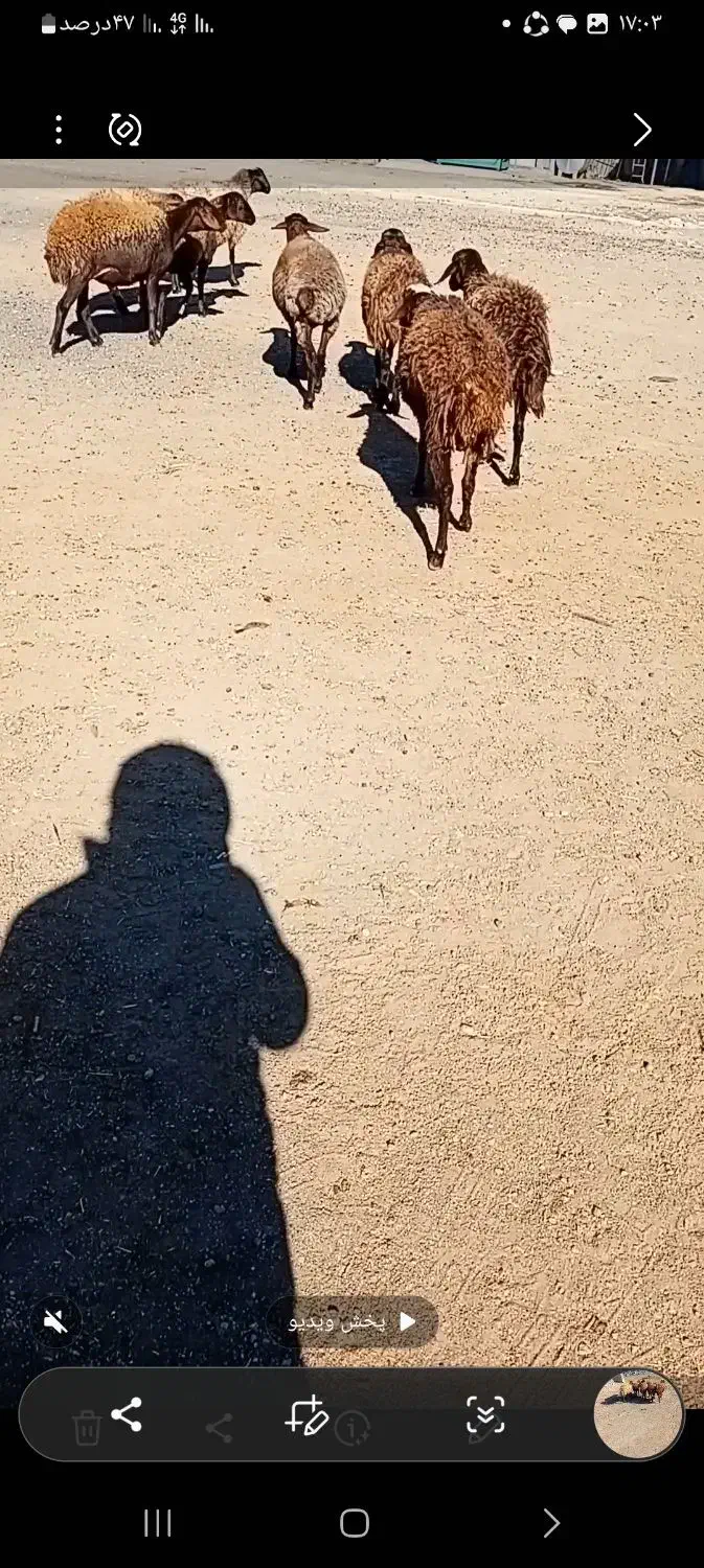 ۸راس شیشک ماده درجه یک ابستن|حیوانات مزرعه|صحنه, |دیوار