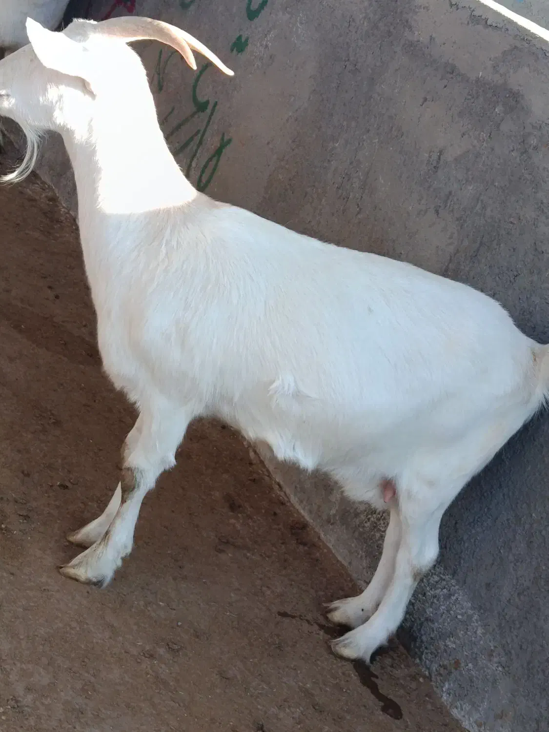 بزسانن|حیوانات مزرعه|تربت جام, کاریز نو سفلی|دیوار