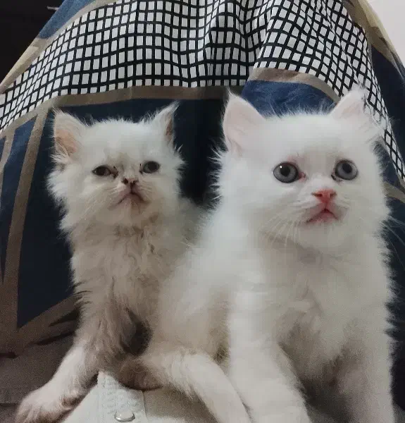 توله پرشین|گربه|ارومیه, |دیوار