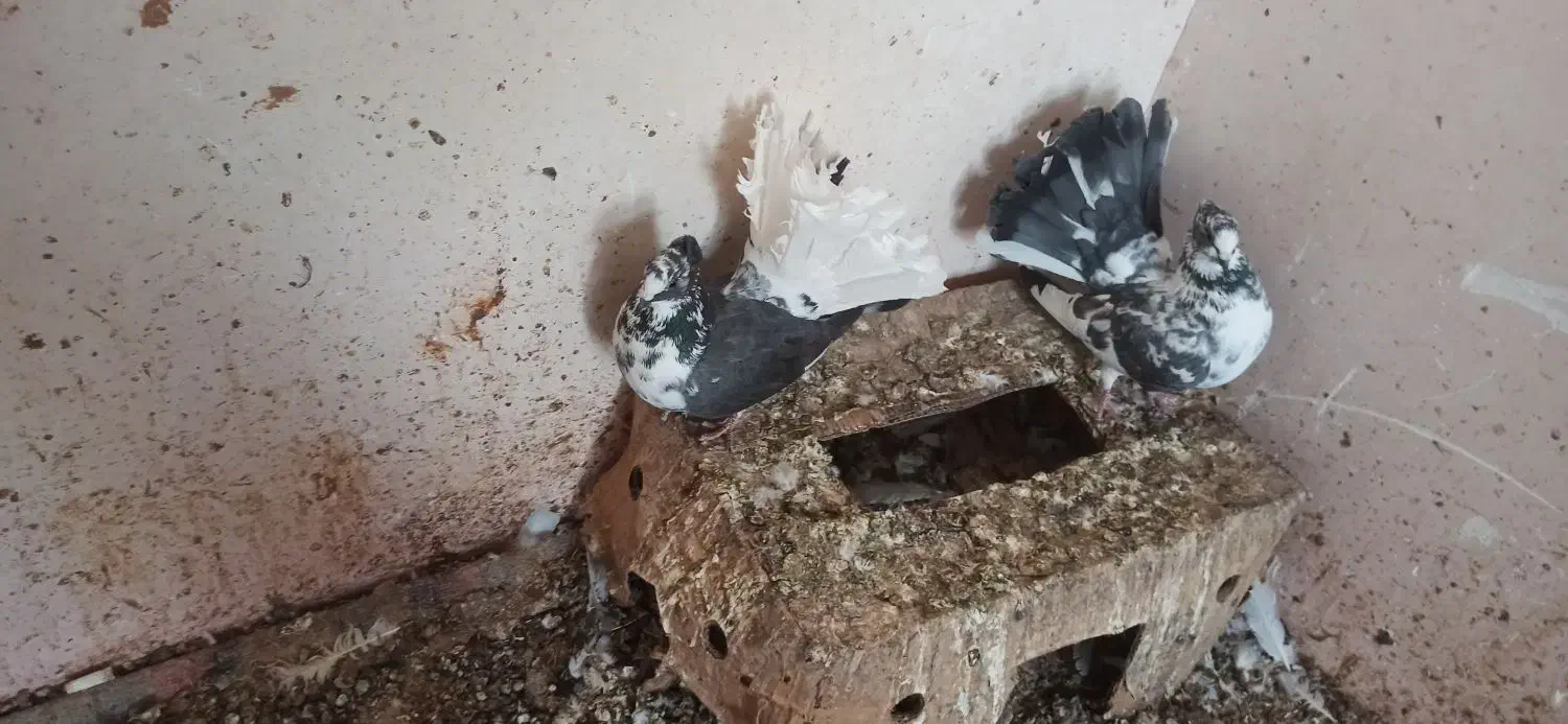 کبوتر دم چتری|پرنده|مشگین شهر, |دیوار