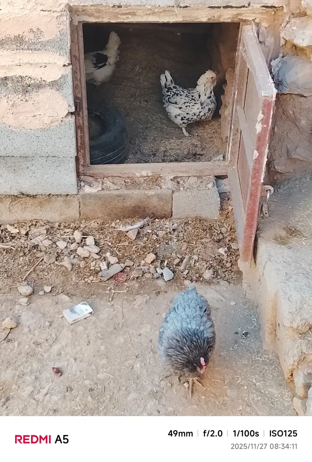 مرغ|حیوانات مزرعه|لاران, |دیوار